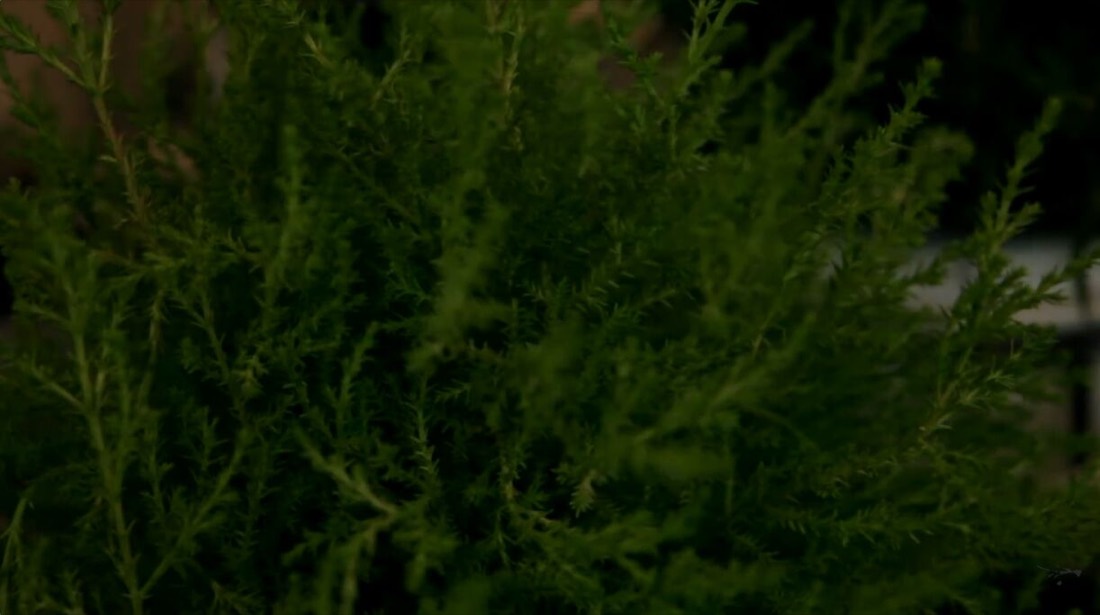 Easy Holiday Plant Gift Ideas for Christmas