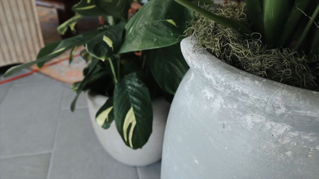 How to Find Better-Value Houseplants in the Outdoor Section